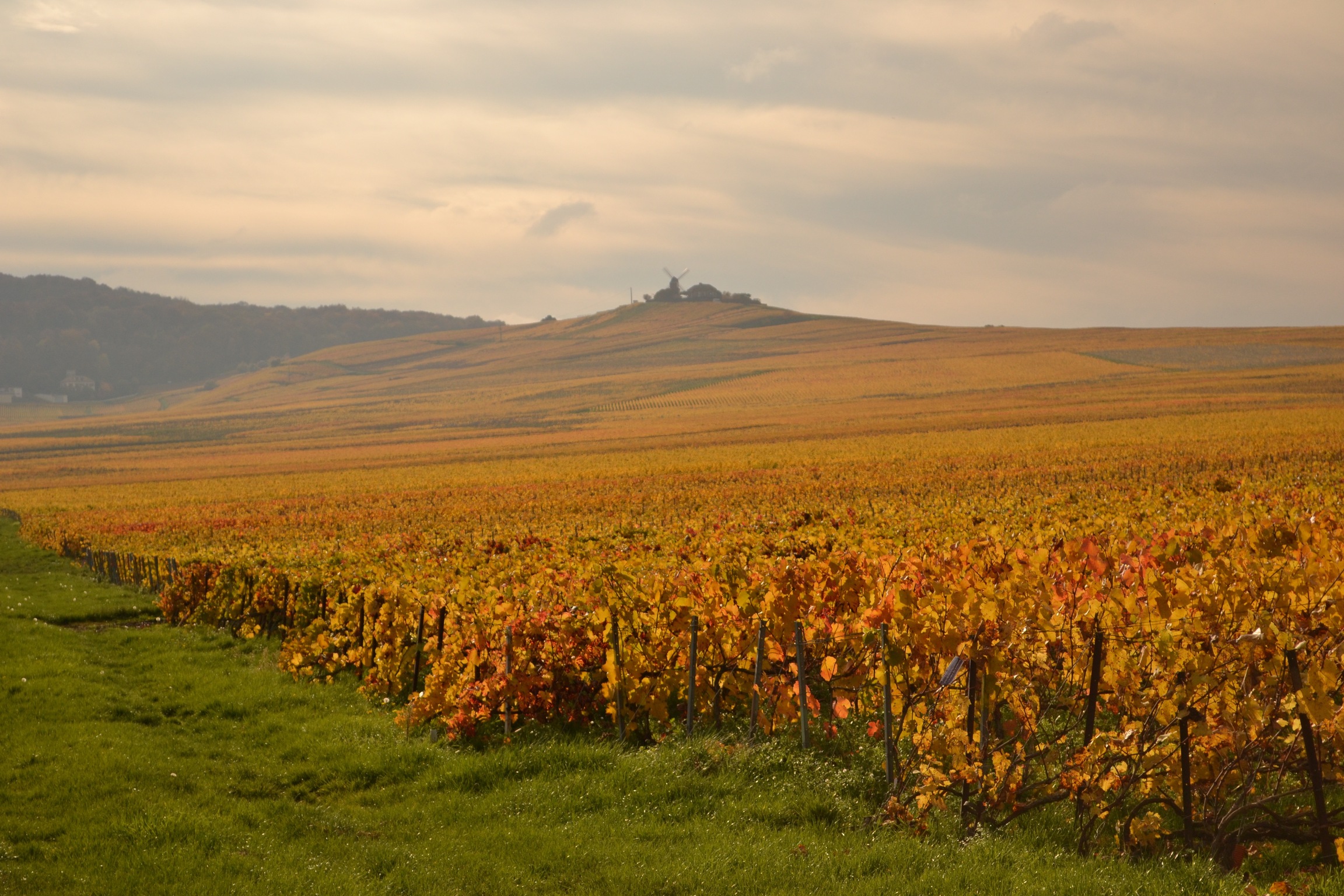 Vignoble - Verzenay©E. Vidal-Coll